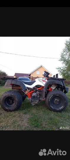 Kayo bull 2B