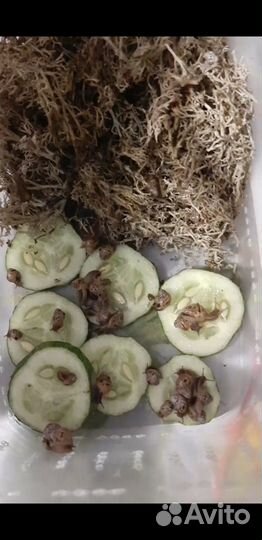 Улитята ахатины