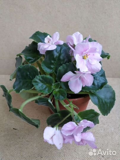 Фиалка нежно-розовая