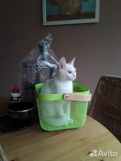 Белый котенок Турецкий ван