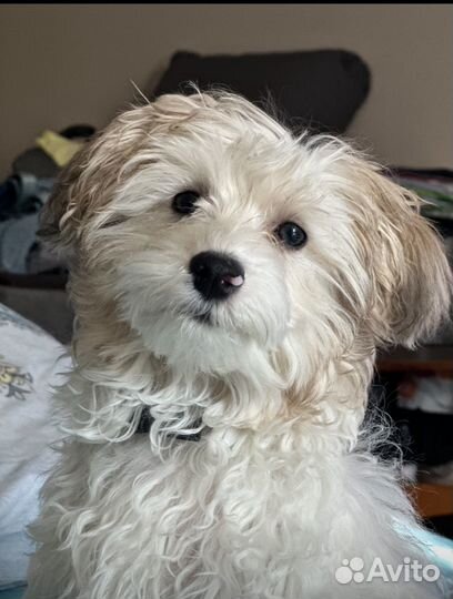 Вязка мальтипу f1