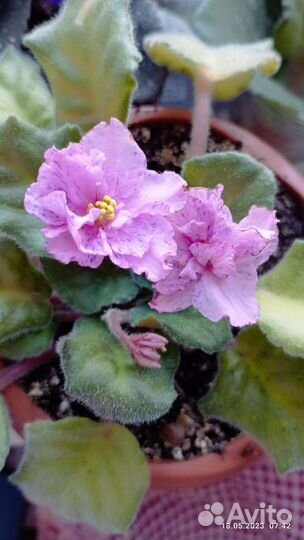 Комнатные цветы