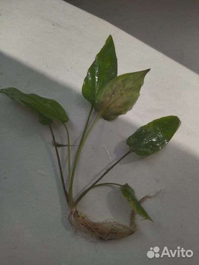 Рыбки и аквариумные растения