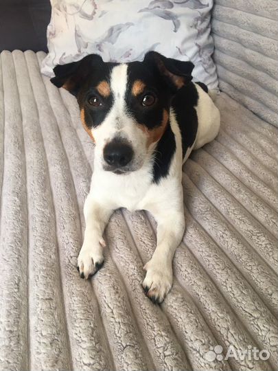 Вязка Джек Рассел терьер, мальчик