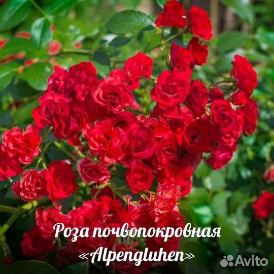 Почвопокровные розы