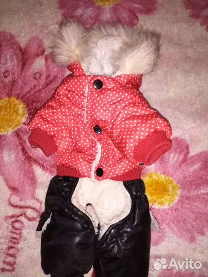 Одежда для собак