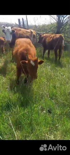 Быки телята