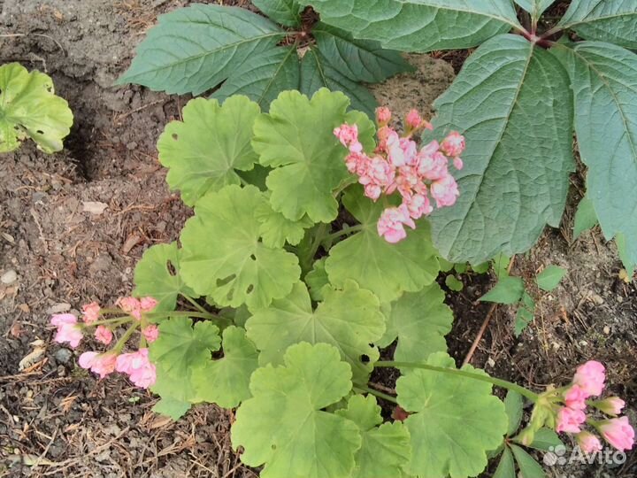 Пеларгония розебудная