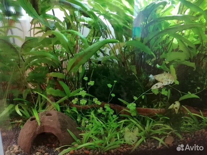 Аквариум
