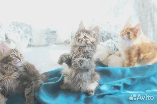 Красивые окрасы котяток курильский бобтейл