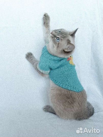 Свитер для кошки и собаки