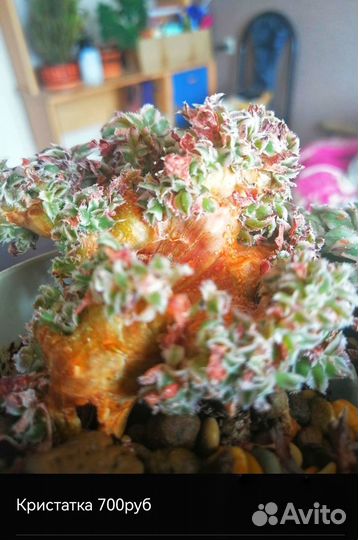 Редкие суккуленты