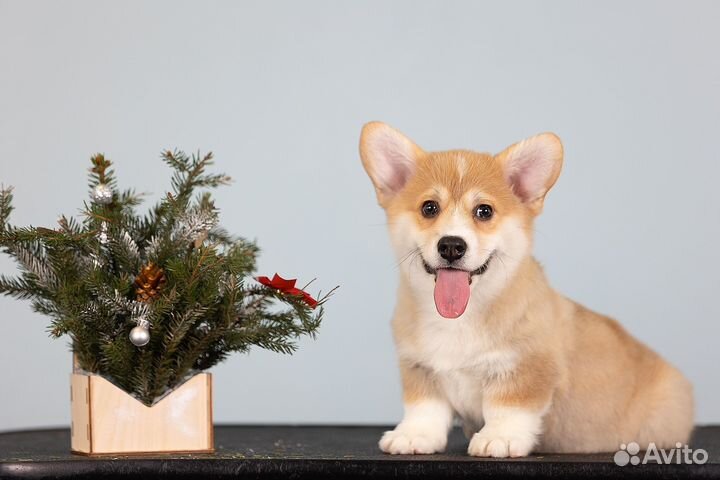 Вельш-корги пемброк мальчик