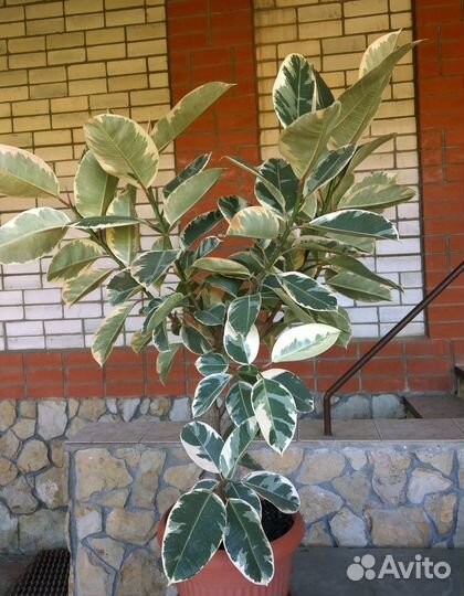 Фикус Эластика Тинеке большой