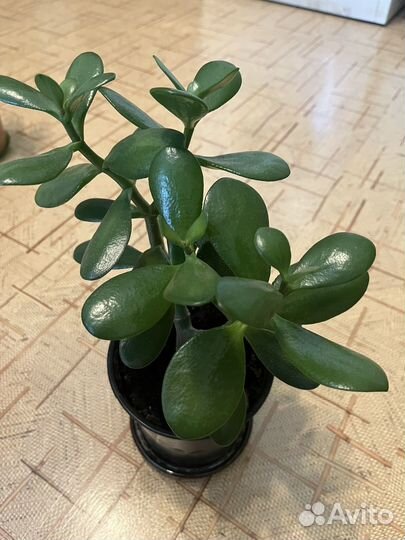 Толстянка - денежное дерево