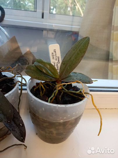 Орхидея фаленопсис