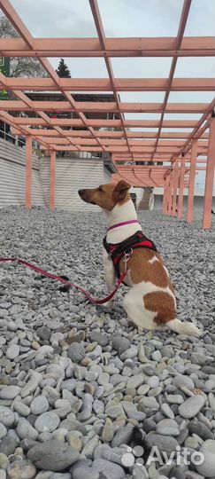 Парсон рассел терьер для вязки