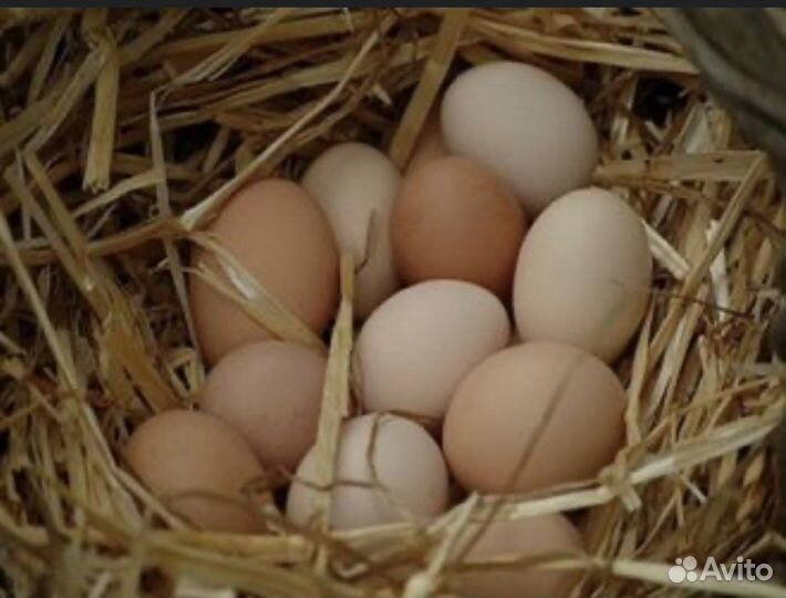 Домашние куриные яйца
