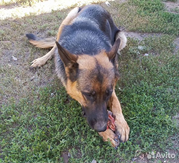 Щенки немецкой овчарки помесь.Бесплатно