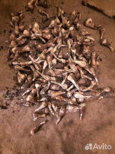 Луковицы нарциса 2023