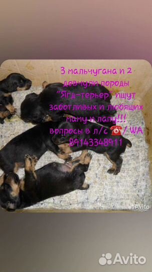 Щенки ягдтерьера