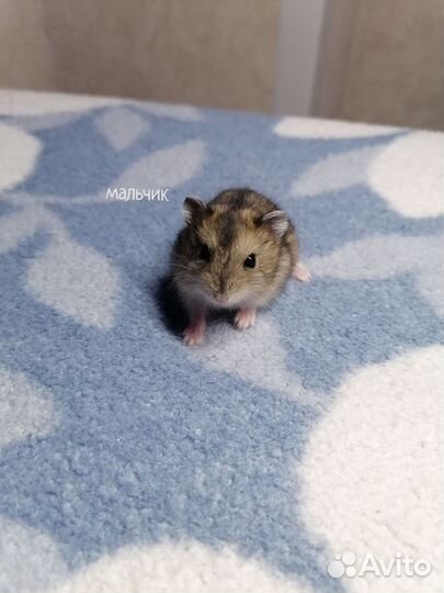 Джунгарский хомяк