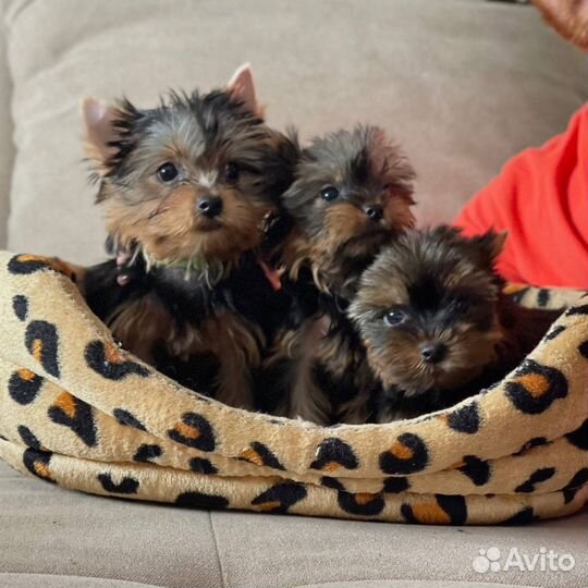 Мини йорки РКФ