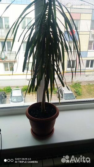 Пальма драцена