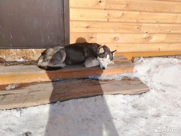 Сибирский хаски