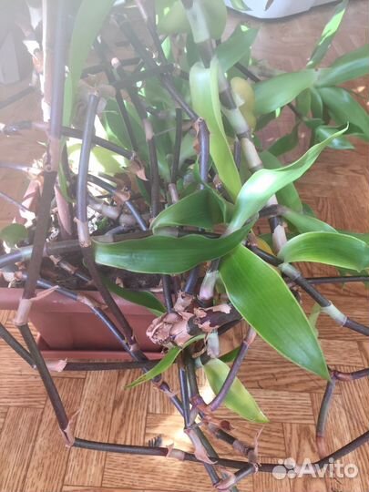 Отдам старый Золотой ус