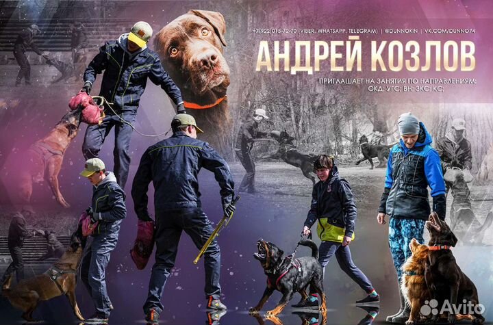 Дрессировка и воспитание собак