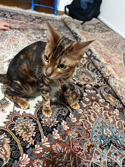 Бенгальская кошка