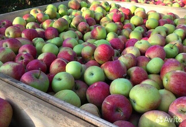 Работник по сборке яблок. Вахта