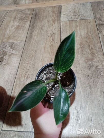 Филодендрон Биркин