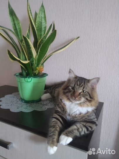 Коты бесплатно