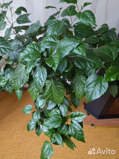 Гибискус китайская роза