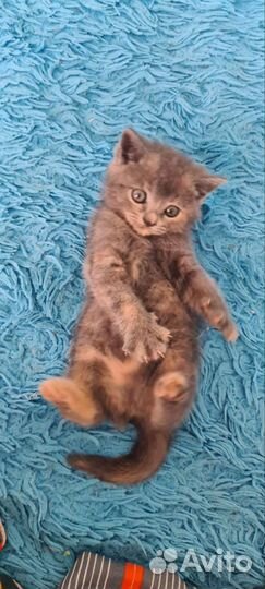 Британские котята