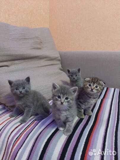 Кошка в дар