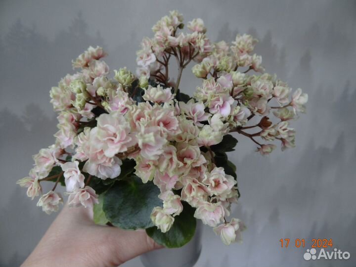 Фиалки миниатюрные сортовые