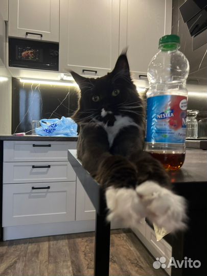 Коты в добрые руки