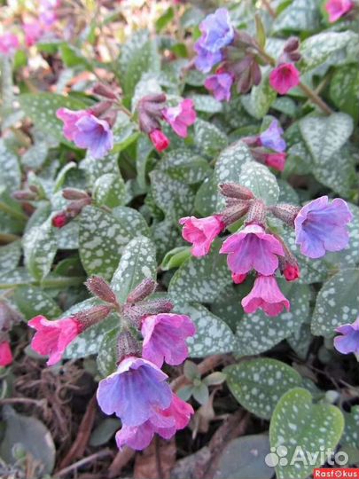 Медуница сахарная