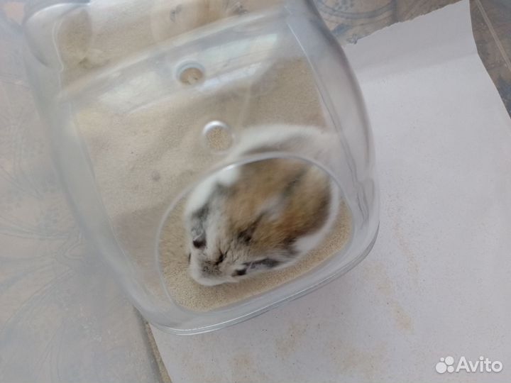 Джунгарик девочка