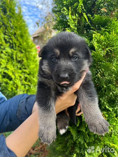 Немецкая овчарка