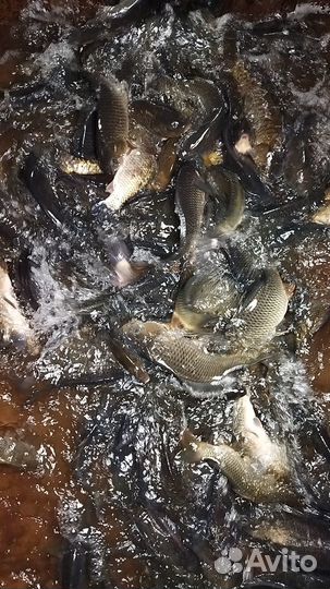 Рыба малек карп,щука,белый амур,толстолоб, карась