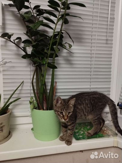 Муравьиная ферма с муравьями