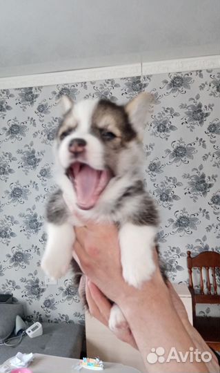 Щенки корги пемброк