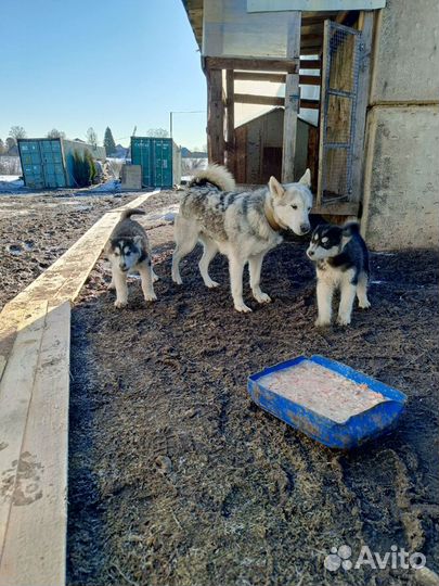 Собака в добрые руки отдам бесплатно