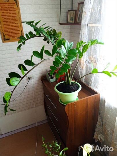 Замиокулькас