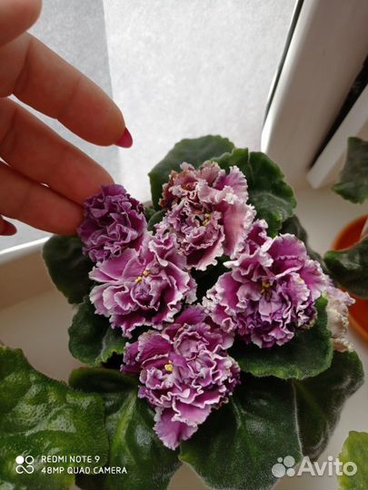 Фиалка сортовая