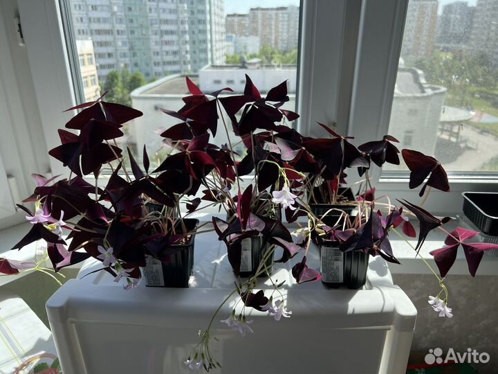 Кислица (оксалис)